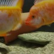 Red Devil Pair Fry Update