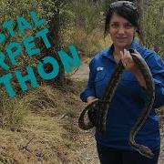 Coastal Carpet Python Berat