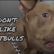 Why We DON T LIKE Pitbulls