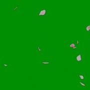 Falling Cherry Blossom Petals Green Screen Transition Flowers CHERRY BLOSSOMS GREEN SCREEN EFFECT
