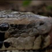 Python Challenge Snake Hunters Ready For Massive Wipeout