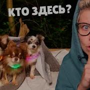 НОЧЬ В ДОМЕ НА ДЕРЕВЕ С СОБАКАМИ Что нашли где живем румтур новая покупка Roborock Q7 Max