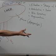 Liver Functions