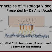 Epithelial Cell Junctions Basal Lamina Basement Membrane Epithelium 2 Of 7