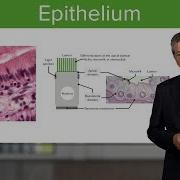 Epithelium Histology Lecturio