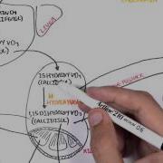 Endocrinology Calcium And Phosphate Regulation