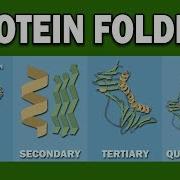 PROTEIN FOLDING