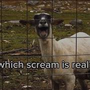Which Scream Is Real