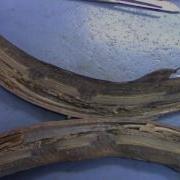 Lamprey Dissection Spring 2017