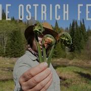 The Ostrich Fern Fiddleheads