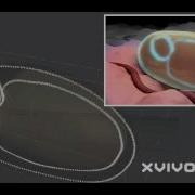 Using Hypervoxels In LightWave For Scientific Visualization