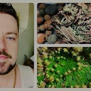 RESURRECTION PLANT The Rose Of Jericho