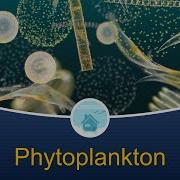 Морская биология дома 4 Фитопланктон
