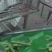 Spring Onion Processing Line Christiaens