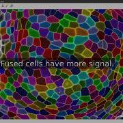 Auto Segmentation Of Cells On Surfaces In MorphoGraphX