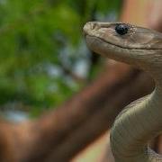 Black Mamba In Tree 02 Time Lapse Speed X2