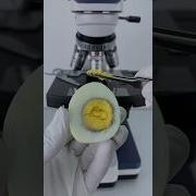 Egg In Microscope