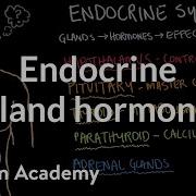 Endocrine Gland Hormone Review Endocrine System Physiology NCLEX RN Khan Academy