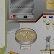 How To Use Bacteria Virtual Lab