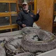 BIT BY A 20 FOOT PYTHON