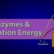 Enzymes And Activation Energy
