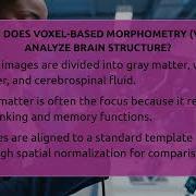 How Does Voxel Based Morphometry VBM Analyze Brain Structure Neurotech Insight Pro