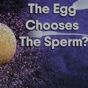Fertilization It S Not A Race There Is A Bit Of Selective Dating Going On