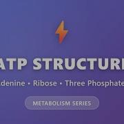 ATP Structure Explained Adenine Ribose Three Phosphates Metabolism Series