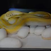 First Eggs Of The Year Reticulated Pythons