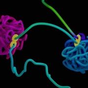 How Does DNA Fold The Loop Extrusion Model