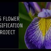 Iris Flower Classification Project