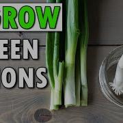 How To Regrow Green Onions And Beyond