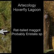 Hoverfly Lagoon By Artecology