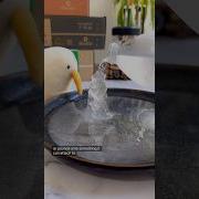 Soft Ice Explained Ice Softice Scienceexperiments
