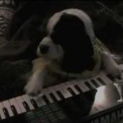 Keyboard Dog