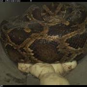 Brooding Python Egg Hatching Largest On Record
