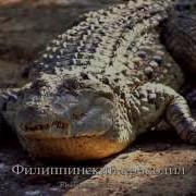Вымирающие животные Часть 3 CR Threatened Species Part 3 CR