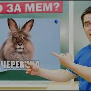КОРОЧЕ ГОВОРЯ ЭКЗАМЕН ПО МЕМАМ