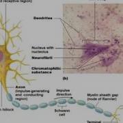 Human Anatomy Lecture Ch 12 Nervous System Pt 1