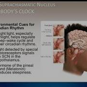Chapter 5 States Of Consciousness