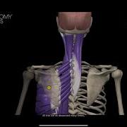 The Spiral Line Anatomy