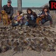 С помощью норок и собак с фермы вывезли 201 крысу