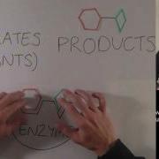 What Are Enzymes