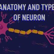 How Does The Structure Of Neurons Enable Your Reflexes