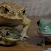 Frog Toad Salamander 2