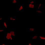 Red Rose Petals Falling Effect Black Background Free Download Overlay