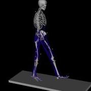 Opensim Basic Walking