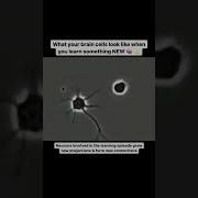 What Your Brain Cells Look Like When You Learn Something NEW Shorts Neuroscience Neuroplasticity