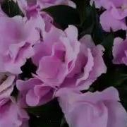Spring Trials 2016 Paradise Rococco Series