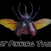 Insect Pinning Mounting For Display Giant Rhino Beetle Edition